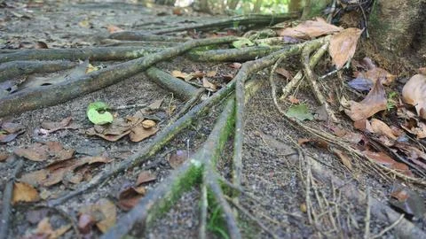 Trees in ecological park Stock Photos