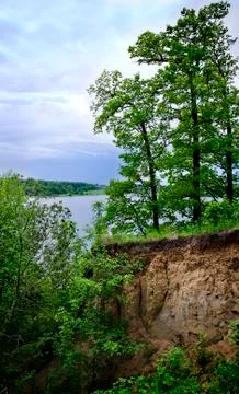 Trees on the edge of the cliff Stock Photos