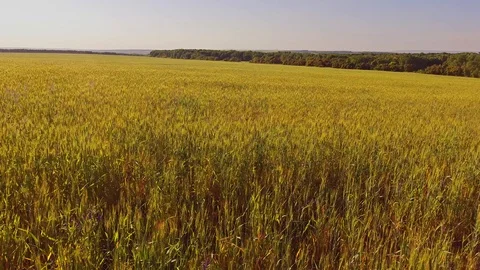 Trees on the edge of the field Stock Footage 109270598