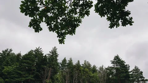 Trees on the edge of the forest against a cloudy sky Vídeo Stock 171459223