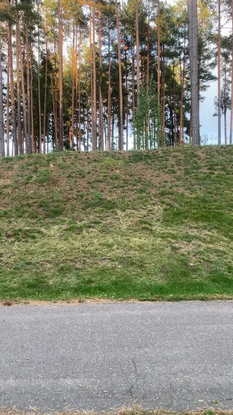 Trees on the edge of the forest. Sunset. Vertical video Stock Footage 289663167