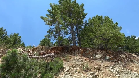 Trees on the edge of slope keep on growing after falling Stock Footage 118610087