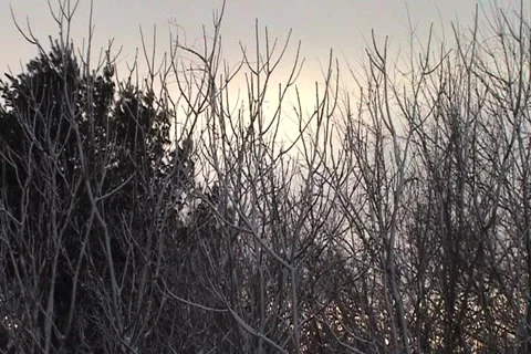 Trees on the Edge of the Woods Stock Footage 1067906