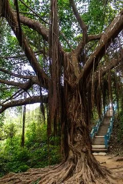 Trees emerging from Sajek valley clouds Stock Photos
