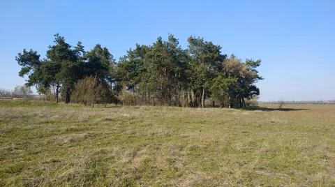 Trees in an empty field Stock Photos
