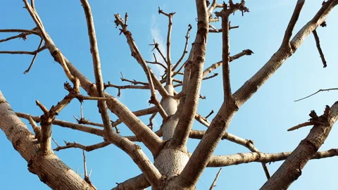  trees empty no leafs and colourful atmosphere . Day time a view Stock Footage 132630300