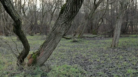 Trees in epic forest. Slow slider shoot. Video stock 32721864