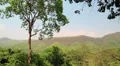 Trees in Erawan National Park in western Thailand HD Footage