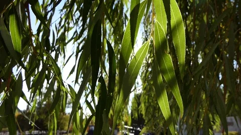 Trees, eternal fire, weapons Video stock 86630796