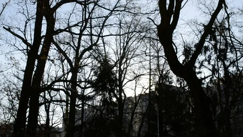 Trees At Evening Stock Footage 116321650