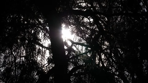 Trees in the evening Stock Footage 125490889