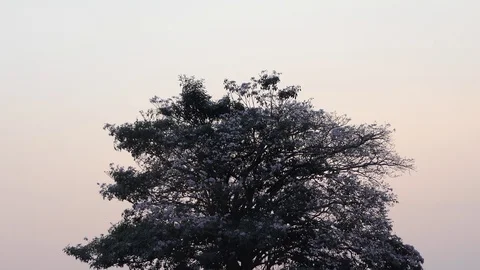 Trees in the evening light Stock Footage 106019619