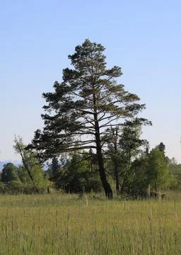 Trees in the evening light. Stock Photos