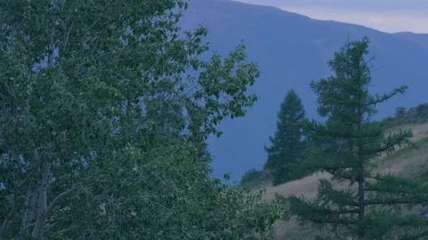 Trees, evening mountains Stock Footage 171754882