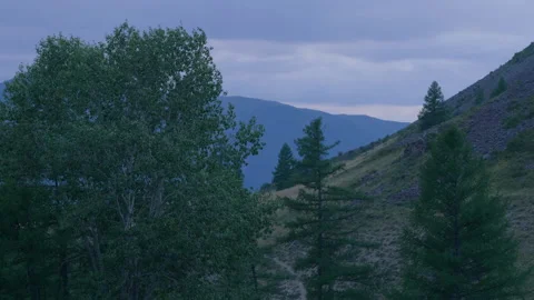 Trees, evening mountains Stock Footage 171755273