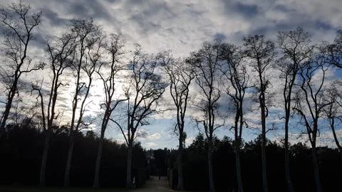 Trees in evening Foto stock