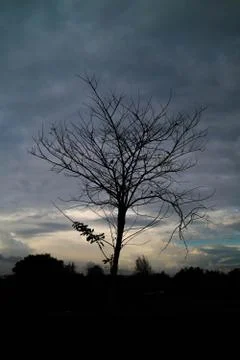 Trees evening storm clouds black background. Stock Photos