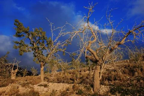Trees in evening sun Stock Photos