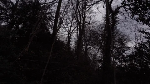 Trees in the evening in winter. View throughout dark mysterious forest Stock Footage 109606167