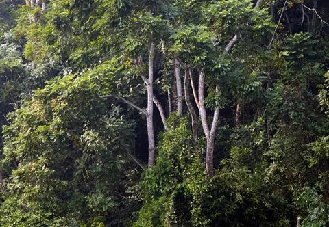 Trees in evergreen forest. Stock Photos