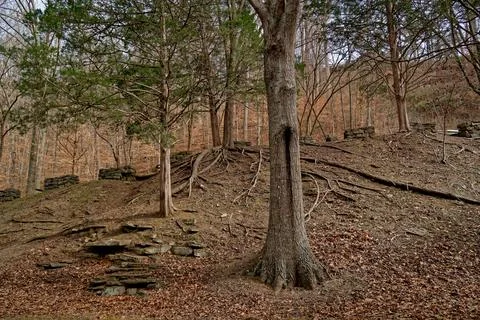 Trees with exposed roots on the hillside Stock Photos