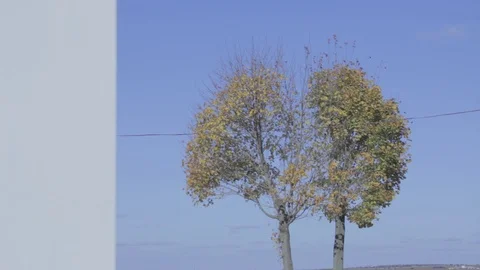 Trees in the fall. Autumn trees. Sunny day. Stock Footage 104925585