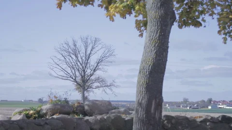 Trees in the fall. Autumn trees. Sunny day. Stock Footage 104925783