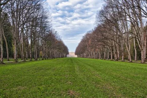 Trees fall bald leafless season Stock Photos