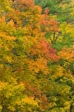 Trees in fall color Stock Photos