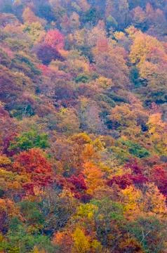 Trees in fall color 스톡 사진