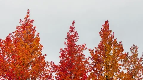 Trees with fall colors in autumn  Stock Footage 152914269