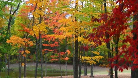Trees of fall colors Stock Footage 8840097