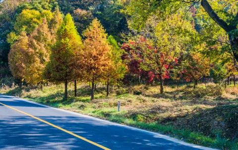 Trees in fall colors next to road in the countryside Stock Photos