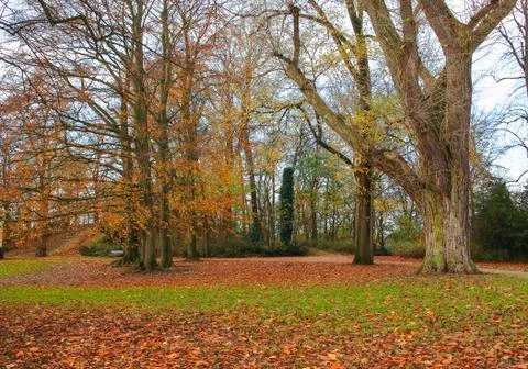 Trees in fall colors Stock Photos
