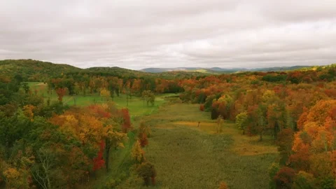 Trees Fall Drone Video stock 251588674