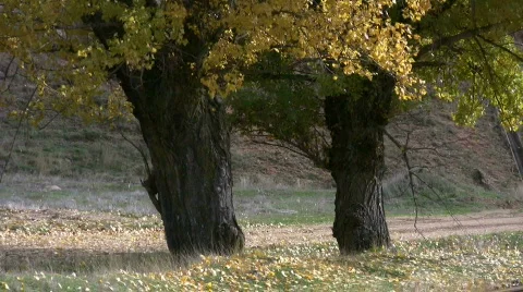 Trees in fall Stock Footage 280239