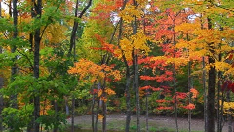 Trees in the fall Stock Footage 8840125