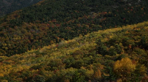 Trees in fall Stock Footage 28638562