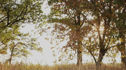 Trees in fall Stock Footage 44549972