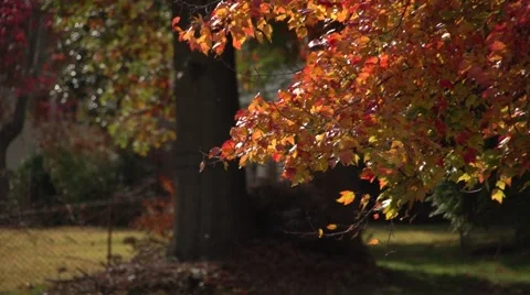 Trees in the fall Video stock 49931039
