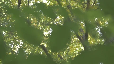 Trees in fall Stock Footage 114247017