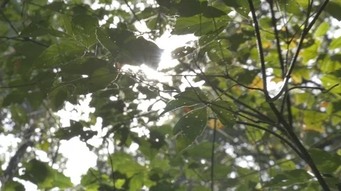 Trees in fall Stock Footage 114247020