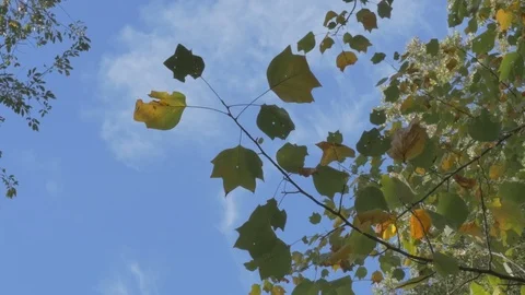 Trees in fall Stock Footage 114247028
