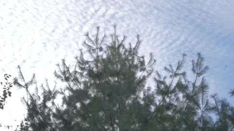 Trees in fall Stock Footage 114247042