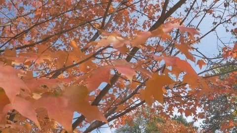 Trees in fall Stock Footage 114247043