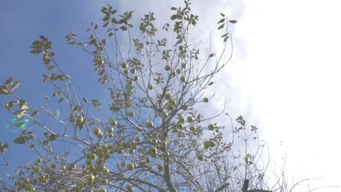 Trees in fall Stock Footage 114247156