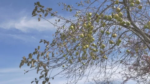 Trees in fall Stock Footage 114247157