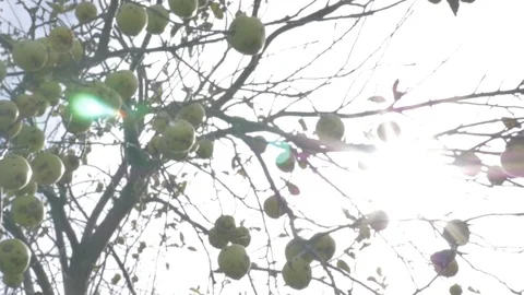 Trees in fall Stock Footage 114247161