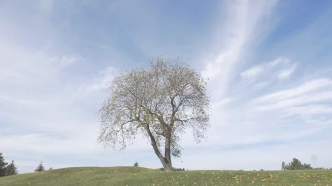 Trees in fall Stock Footage 114247168