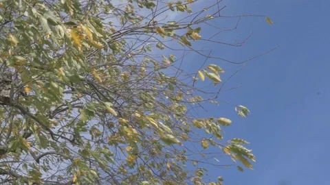 Trees in fall Stock Footage 114247171